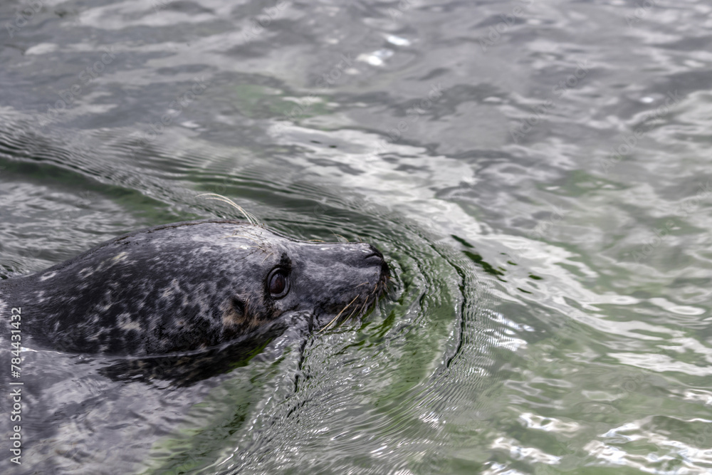 Fototapeta premium Seal Swimming Peacefully in a Calm Water Surface