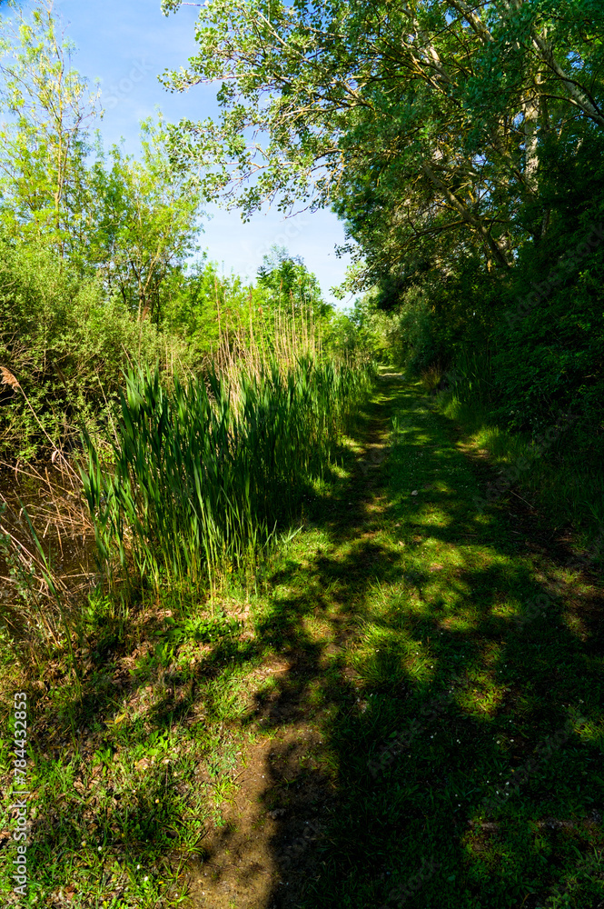 Punta Alberete nature reserve (Ravenna) Punta Alberete nature reserve (Ravenna)
