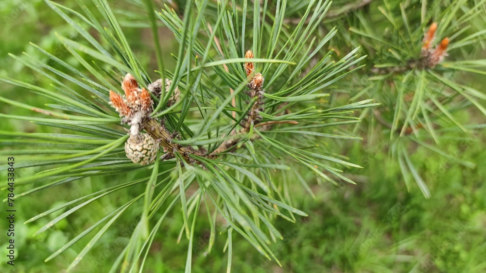 pine tree branch with cones pine tree branch with cones