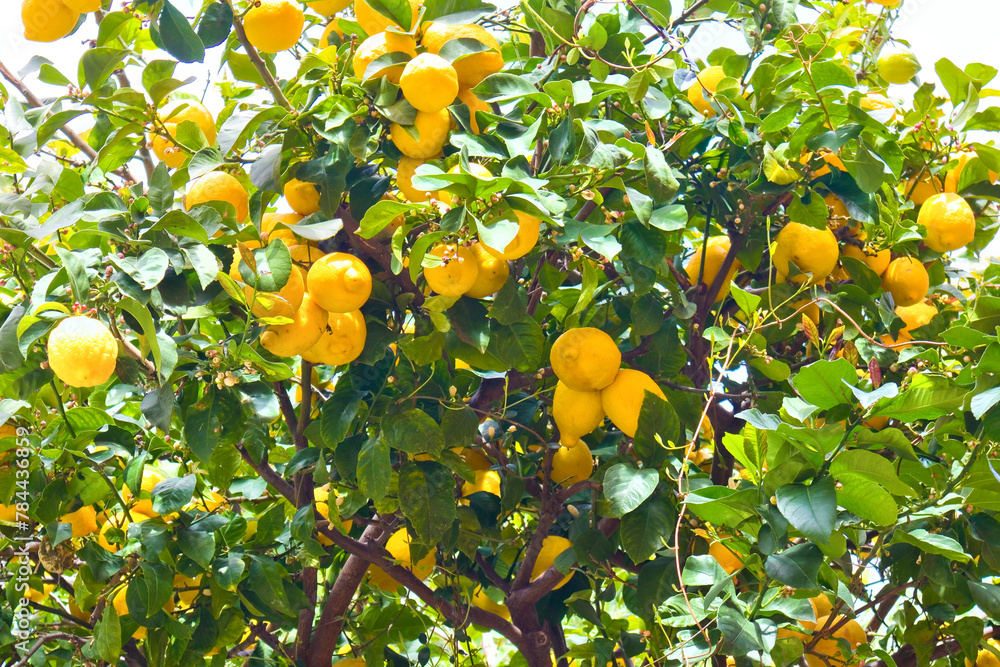 Lemons on a tree in a garden in Menton, France Lemons on a tree in a garden in Menton, France