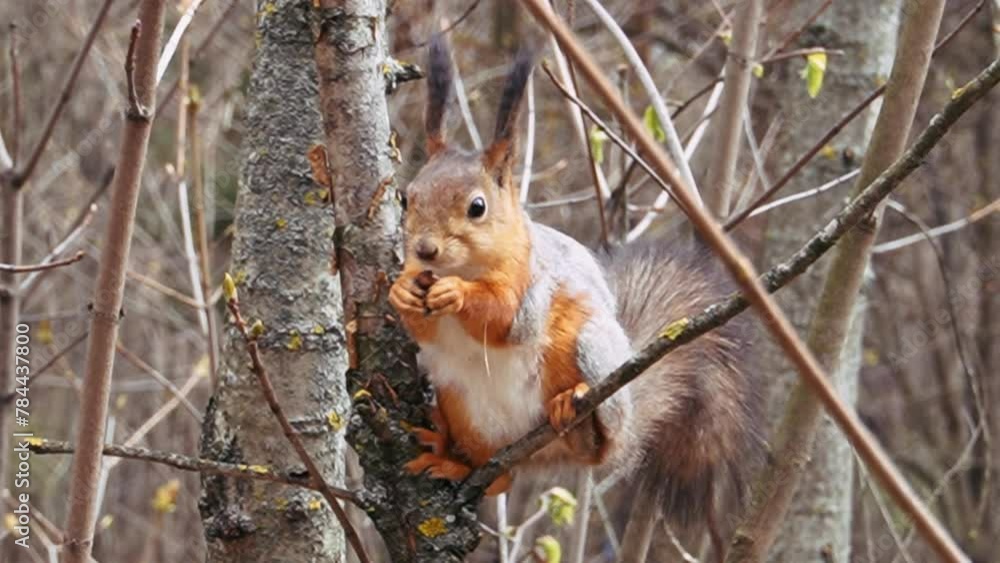 A little squirrel sits on a branch in spring and eats a nut. Close-up shooting. A little squirrel sits on a branch in spring and eats a nut. Close-up shooting.
