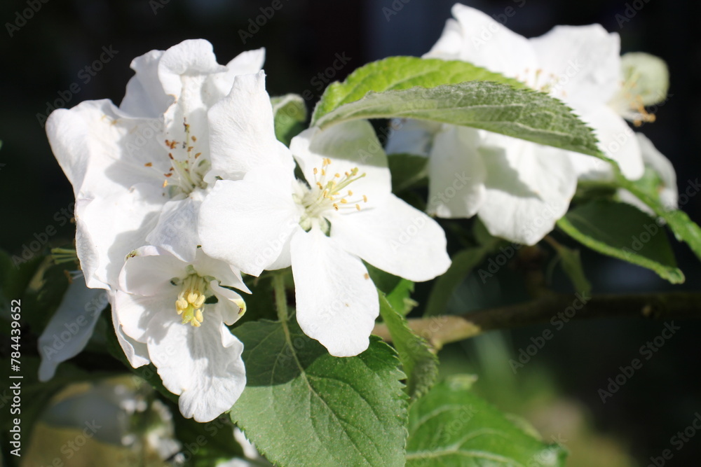 Fototapeta premium Apfelblüte 