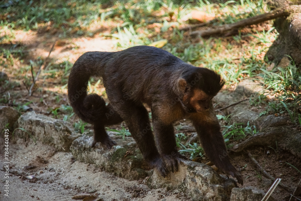 Obraz premium beautiful brown monkey in nature