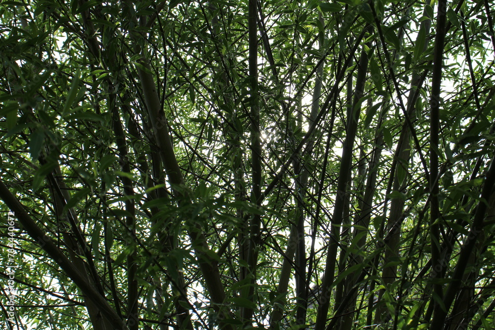 Obraz premium Kühle im Schatten