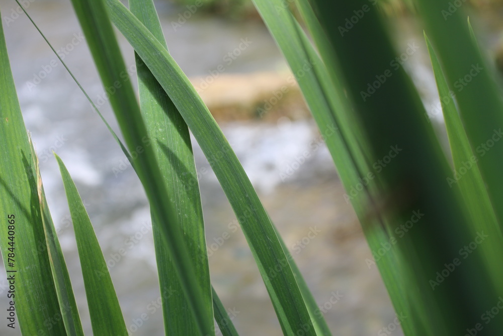 Fototapeta premium Ufer am Bach