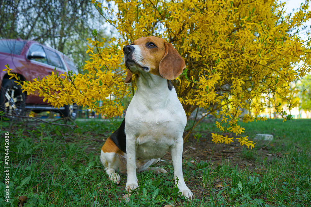 Beagle dog sitting on the grass with yellow bush on the background