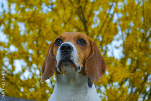 Beagle dog portrait with a yellow bush on the background