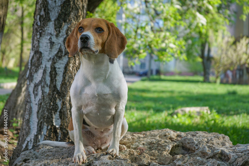 Beagle dog sitting on the big stone next to a birch tree