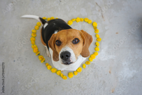 Beagle dog sitting looking up in a heart shaped dandelions