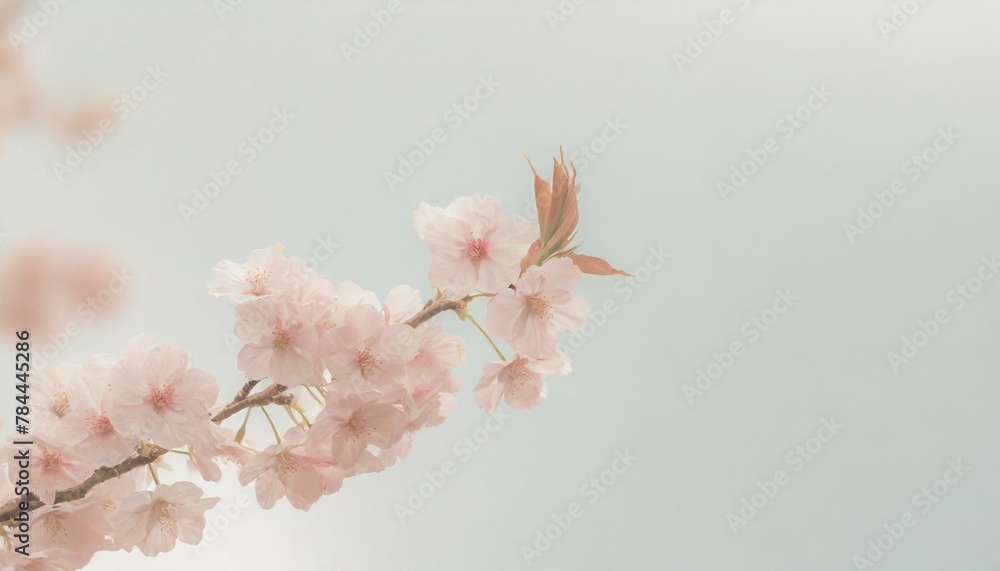 Delicate cherry blossoms with a soft pink hue, scattered across a pale sky-blue background, embodying the transient beauty and elegance of spring in Japan. Delicate cherry blossoms with a soft pink hue, scattered across a pale sky-blue background, embodying the transient beauty and elegance of spring in Japan.