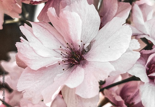 pink flower