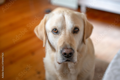 Close up portrait of labrador dog