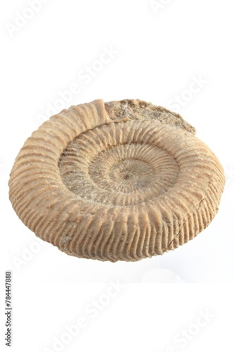 Ancient Relic: Close-Up of Fossil on White Background in 4K Photo