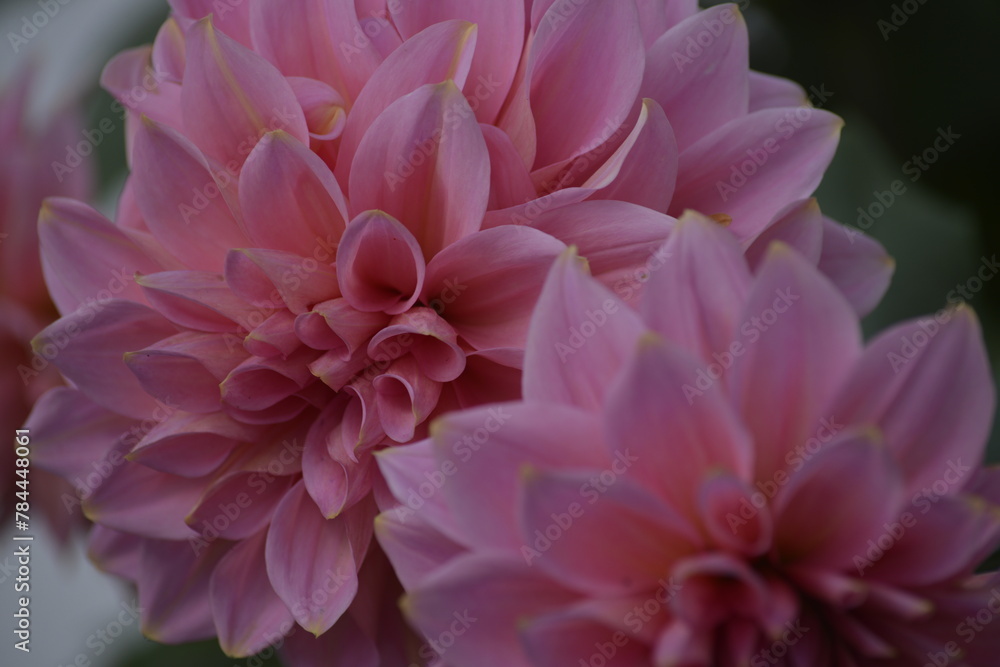 Blühende Blume Blühende Blume