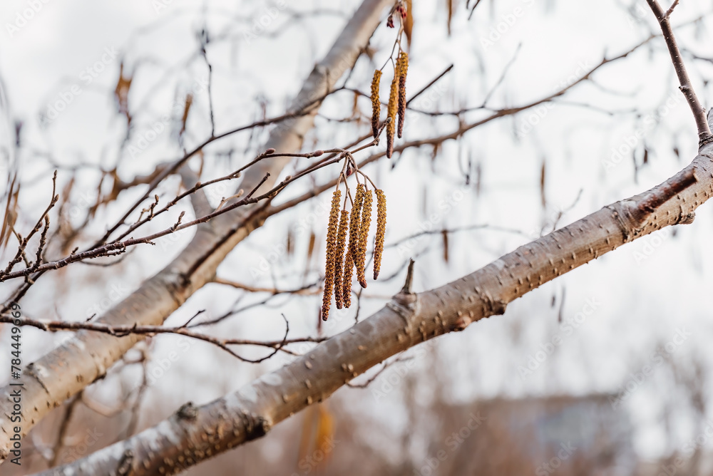 Young fresh Alnus glutinosa catkins on a tree background Young fresh Alnus glutinosa catkins on a tree background
