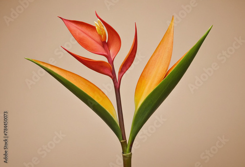 Brazilian heliconia ginger flower in half of the image over a beige flat background, captured in high definition photography, space for copy. Focuses the attention on the petals. High resolution detai