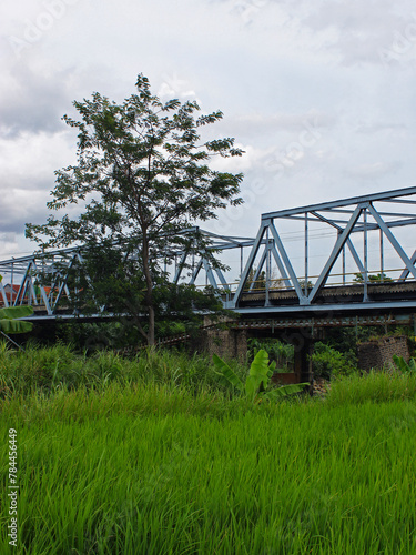 View of the rice fields with a big tree and a bridge. 