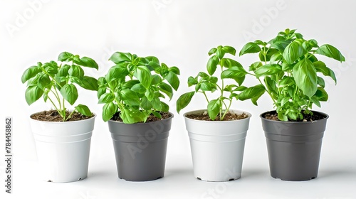 Three Potted Basil Plants on White Background  Growing Herbs Indoors. Fresh Kitchen Garden Herbs in a Row. Simple Urban Gardening Concept. AI