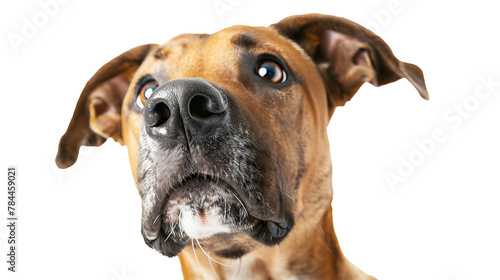 Dog isolated on transparent background. Png format