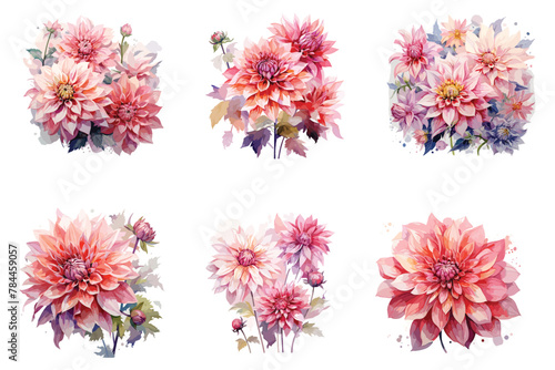 Pink Dahlia Flowers Watercolor Illustration