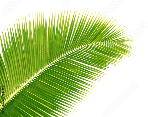 Palme verte de cocotier sur fond blanc 