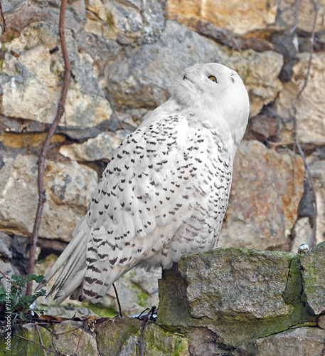 Snowy owl (Bubo scandiacus) on rock on spring day