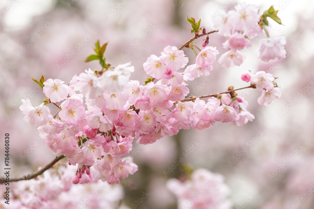 Branch of pink sakura flowers on the blurred background