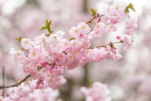 Branch of pink sakura flowers on the blurred background © gannusya