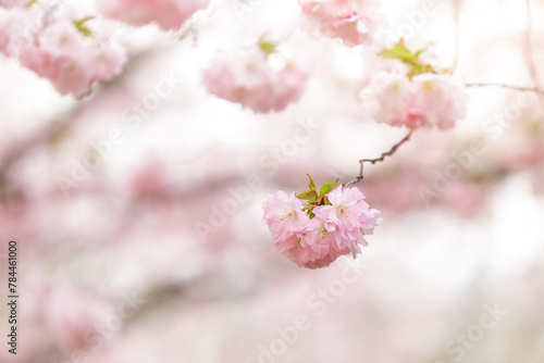 Pink sakura flowers on the blurred background © gannusya