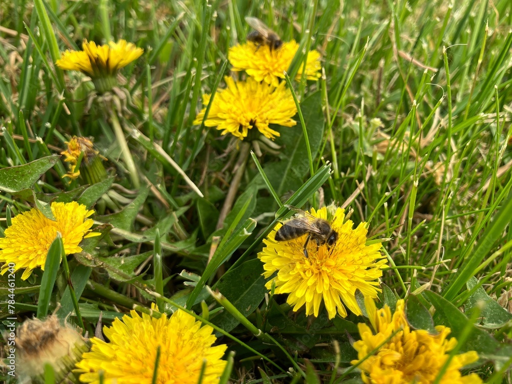 Dandelion flowers pollinated by a bees up close