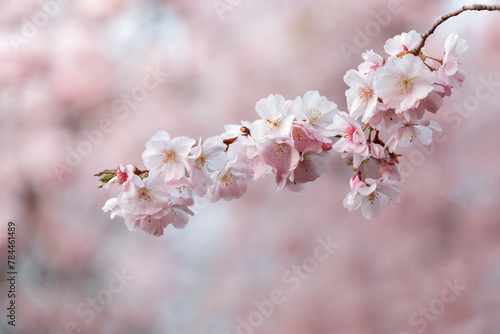 Pink sakura flowers on the spring background © gannusya