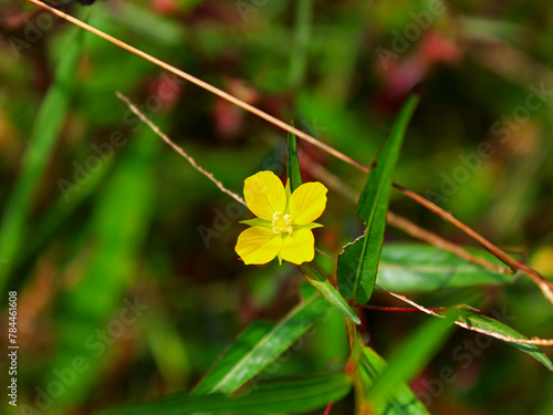 Close-up of a yellow flower blooming with grass in the background. 