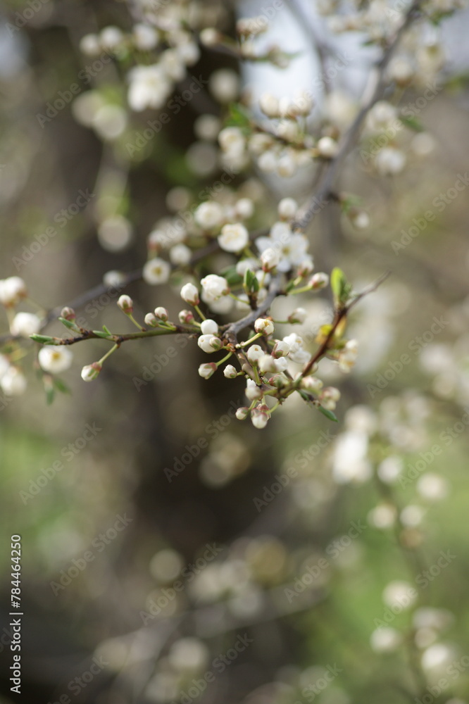 tree blossom tree blossom