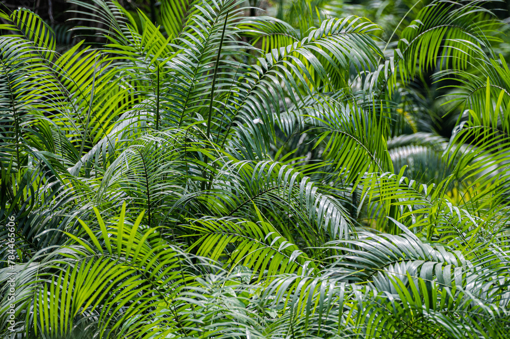 Leaf Background Leaf Background