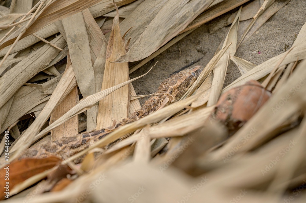 Captivating Indian Python Photos | Valmiki Tiger Reserve Stock Captivating Indian Python Photos | Valmiki Tiger Reserve Stock