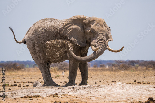 Splashing bathing elephants at the Nxai Pan waterhole  Botswana