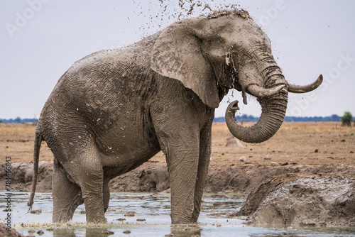 Splashing bathing elephants at the Nxai Pan waterhole  Botswana