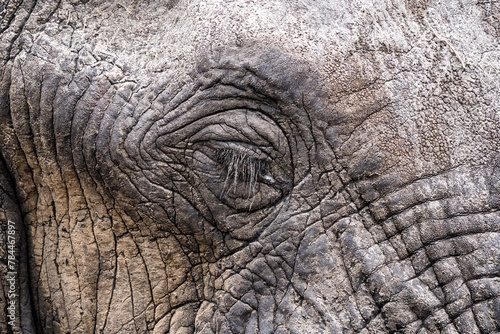 Elephant close-up, Botswana © Nadine Wagner