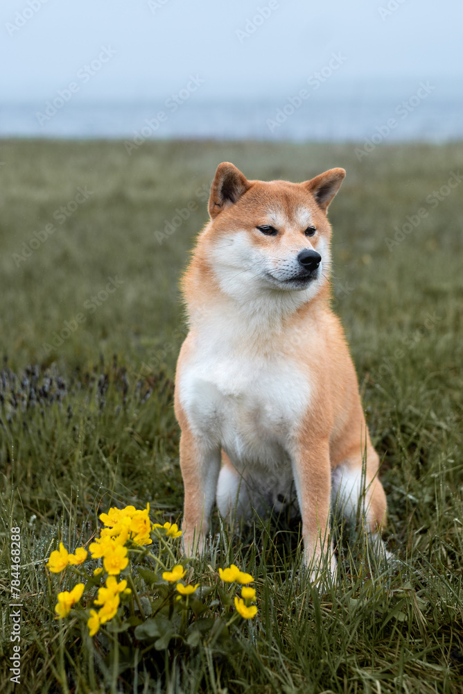 Red shiba inu dog is sitting on the grass next to yellow flowers on the lake shore on rainy spring day Red shiba inu dog is sitting on the grass next to yellow flowers on the lake shore on rainy spring day