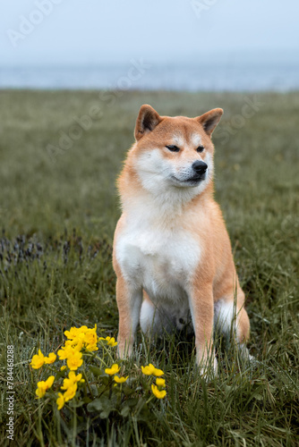 Red shiba inu dog is sitting on the grass next to yellow flowers on the lake shore on rainy spring day