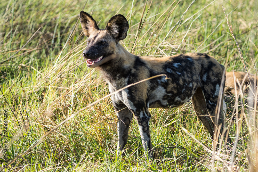 African Wild Dogs near Khwai, Moremi, Botswana African Wild Dogs near Khwai, Moremi, Botswana