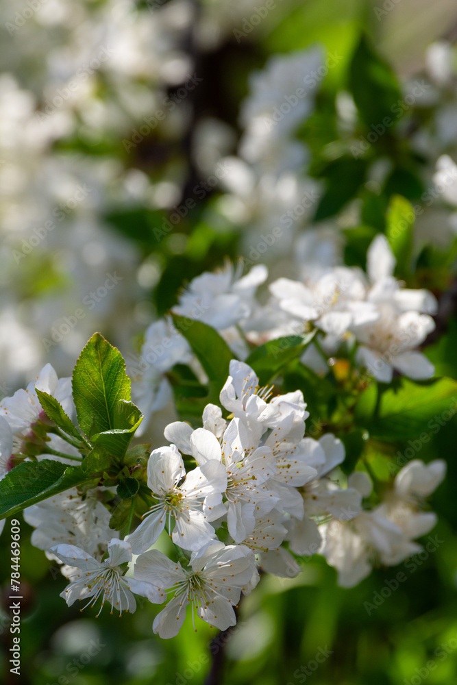 Cherry blossom branch in the park. Nature of Ukraine. Cherry blossom branch in the park. Nature of Ukraine.