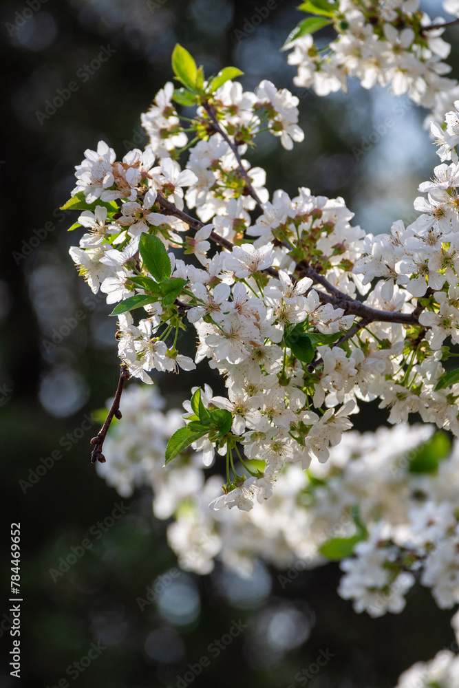 Cherry blossom branch in the park. Nature of Ukraine.