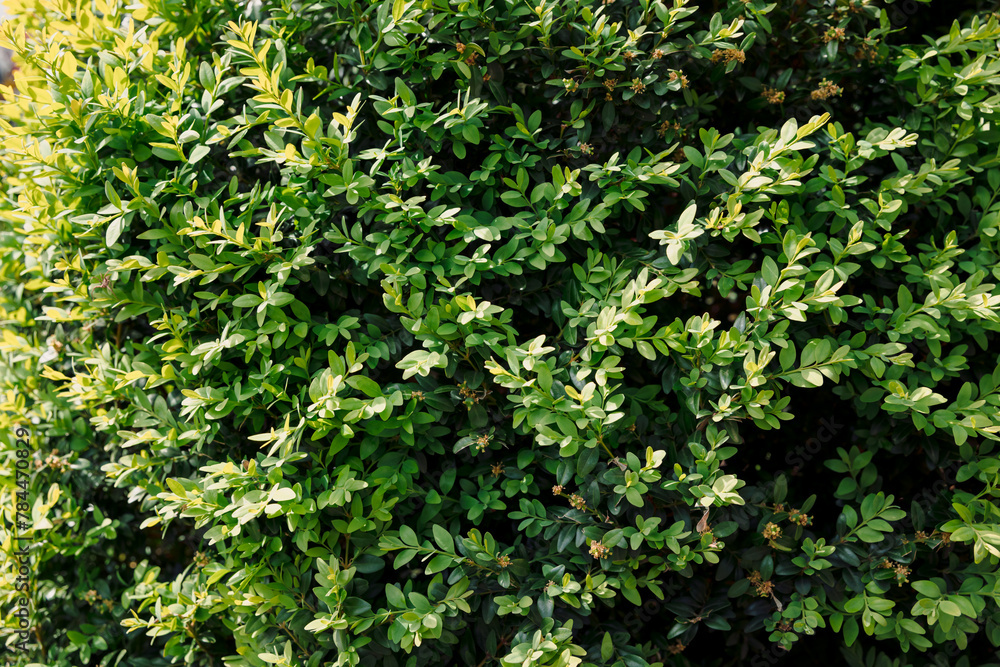 Buxus foliage background with sunlight close up Buxus foliage background with sunlight close up