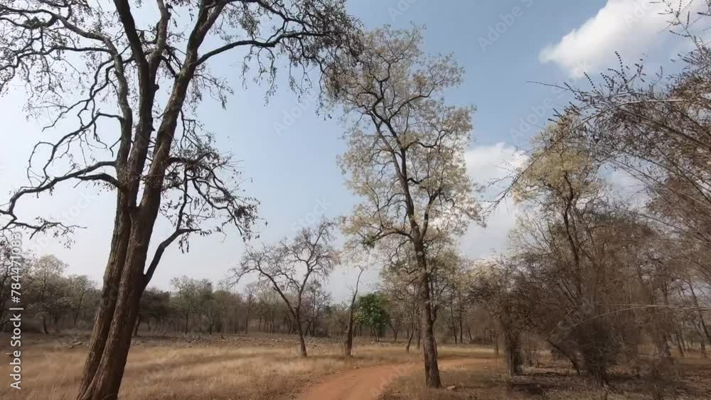 Beautiful blue sky and dry trees in Tadoba national park Beautiful blue sky and dry trees in Tadoba national park