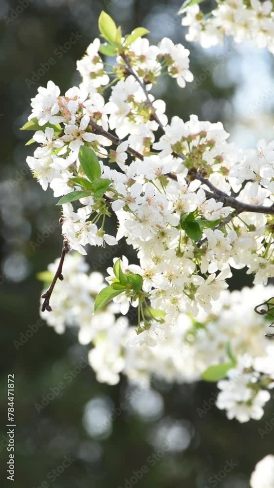 Cherry blossom branch in motion. Nature of Ukraine. Cherry blossom branch in motion. Nature of Ukraine.