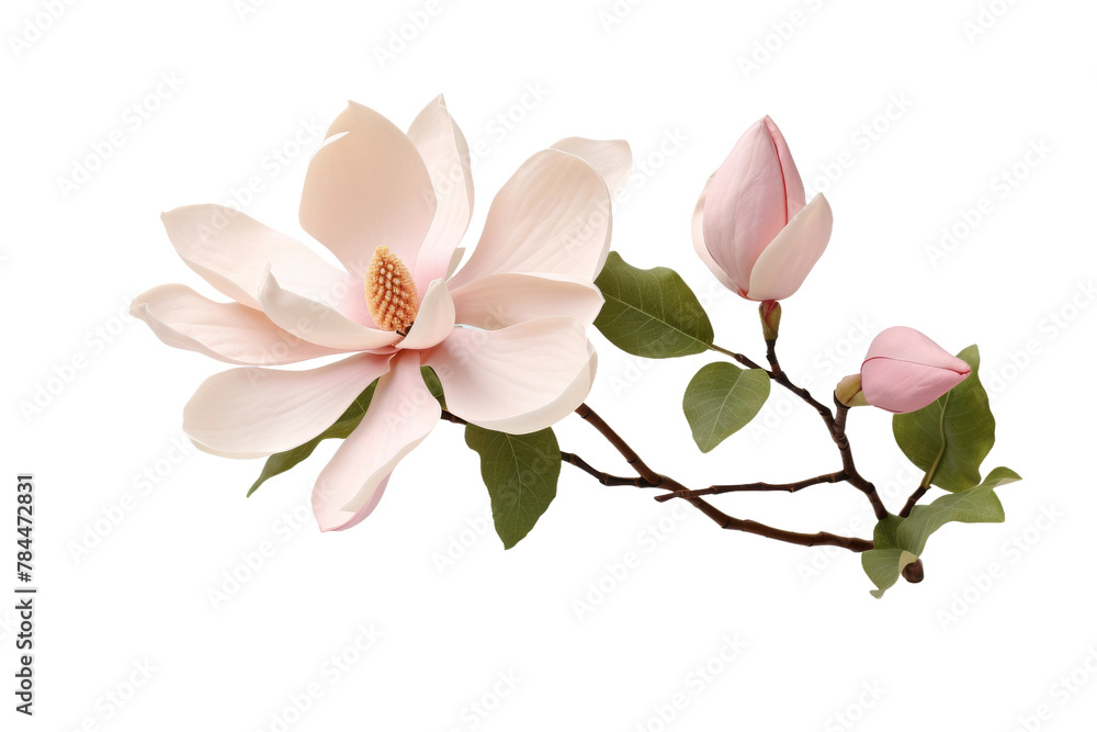 Fototapeta premium Watercolor magnolia flower branch PNG, soft pink blossom illustration, botanical floral clipart for wedding invites isolated on Transparent Background
