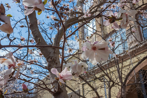 Spring time on a city street photo