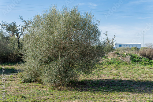 General view of a wild olive tree, Olea oleaster, in the middle of a spring field on a sunny day. Island of Mallorca, Spain