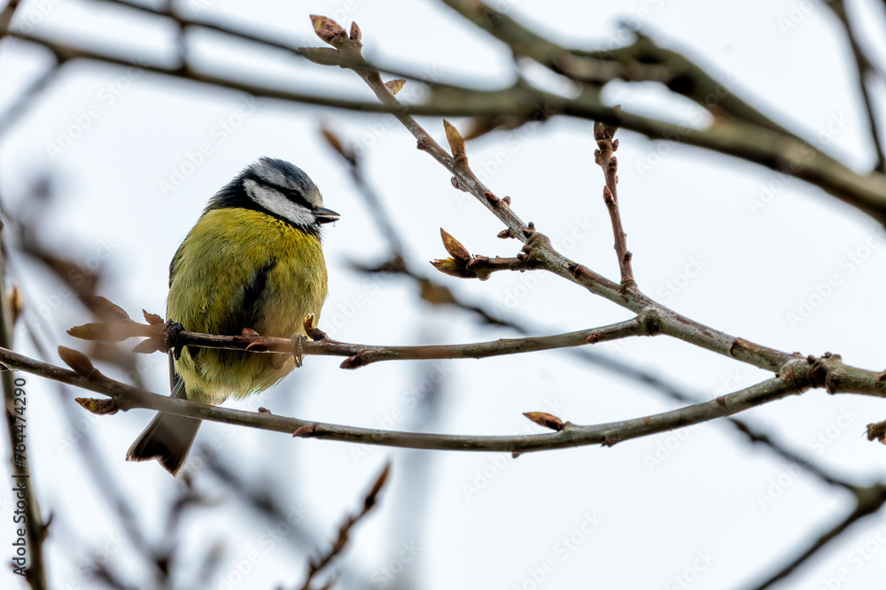 Naklejka premium Blue Tit (Cyanistes caeruleus) - Found throughout Europe and parts of Asia